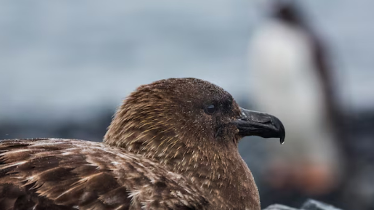 New Zealand Confirms First H5N1 Case as Bird Flu Reaches Last Continent