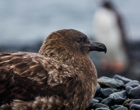 New Zealand Confirms First H5N1 Case as Bird Flu Reaches Last Continent