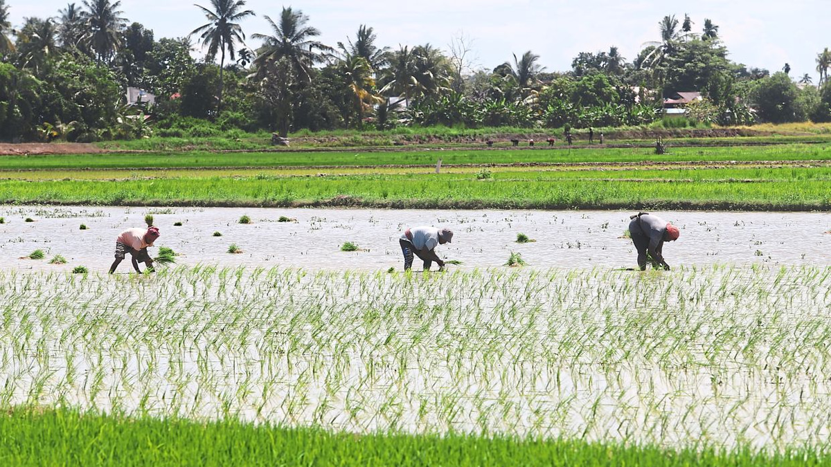 Malaysia Shields Food Prices From Middle East Turmoil Through Strategic Subsidies and Long-Term Agricultural Investment