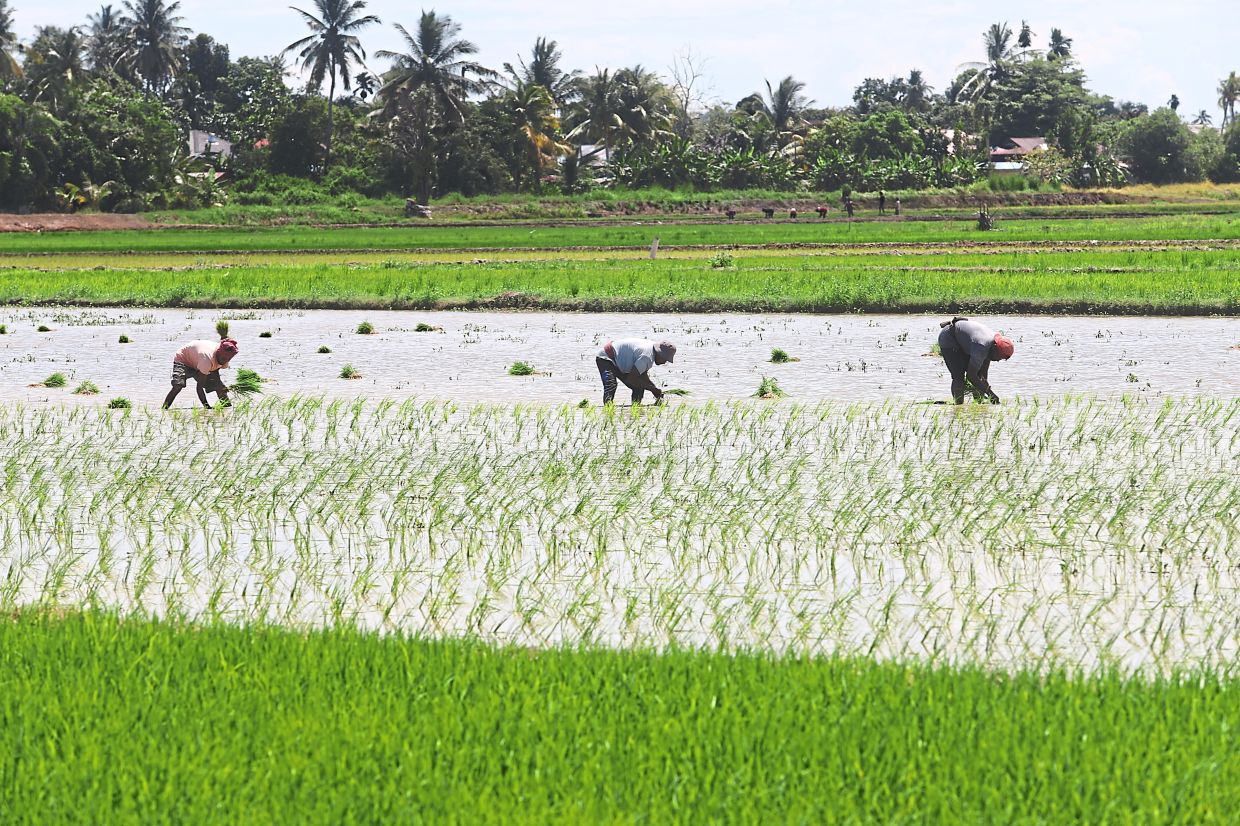 Malaysia Shields Food Prices From Middle East Turmoil Through Strategic Subsidies and Long-Term Agricultural Investment