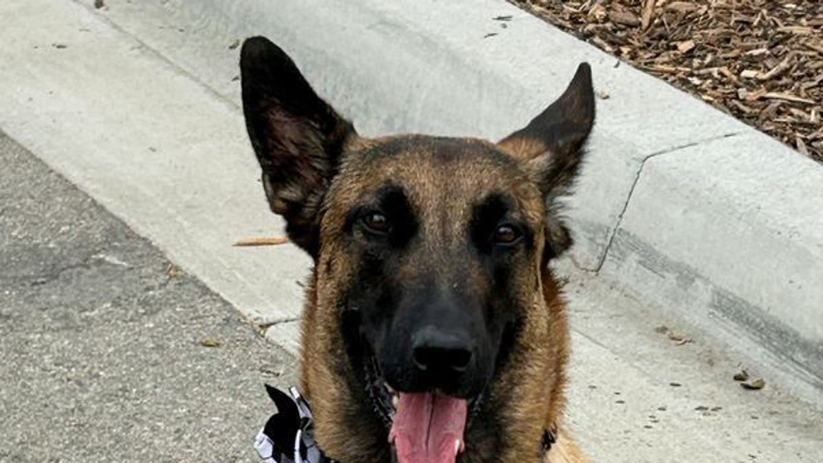 Canine Security Force Deploys Across World Cup Venues to Counter Geopolitical Threats