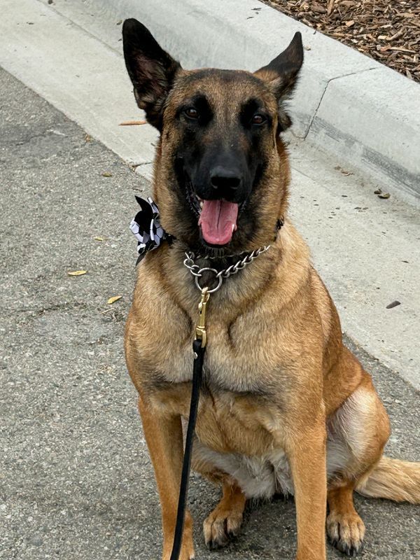 Canine Security Force Deploys Across World Cup Venues to Counter Geopolitical Threats