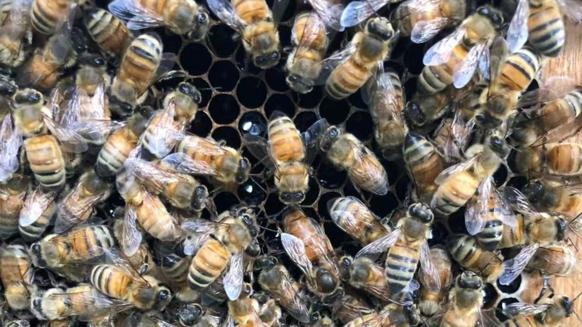 Beyond Royal Jelly: How Honeybee Workers Engineer a 'Smart Incubator' for Their Queens