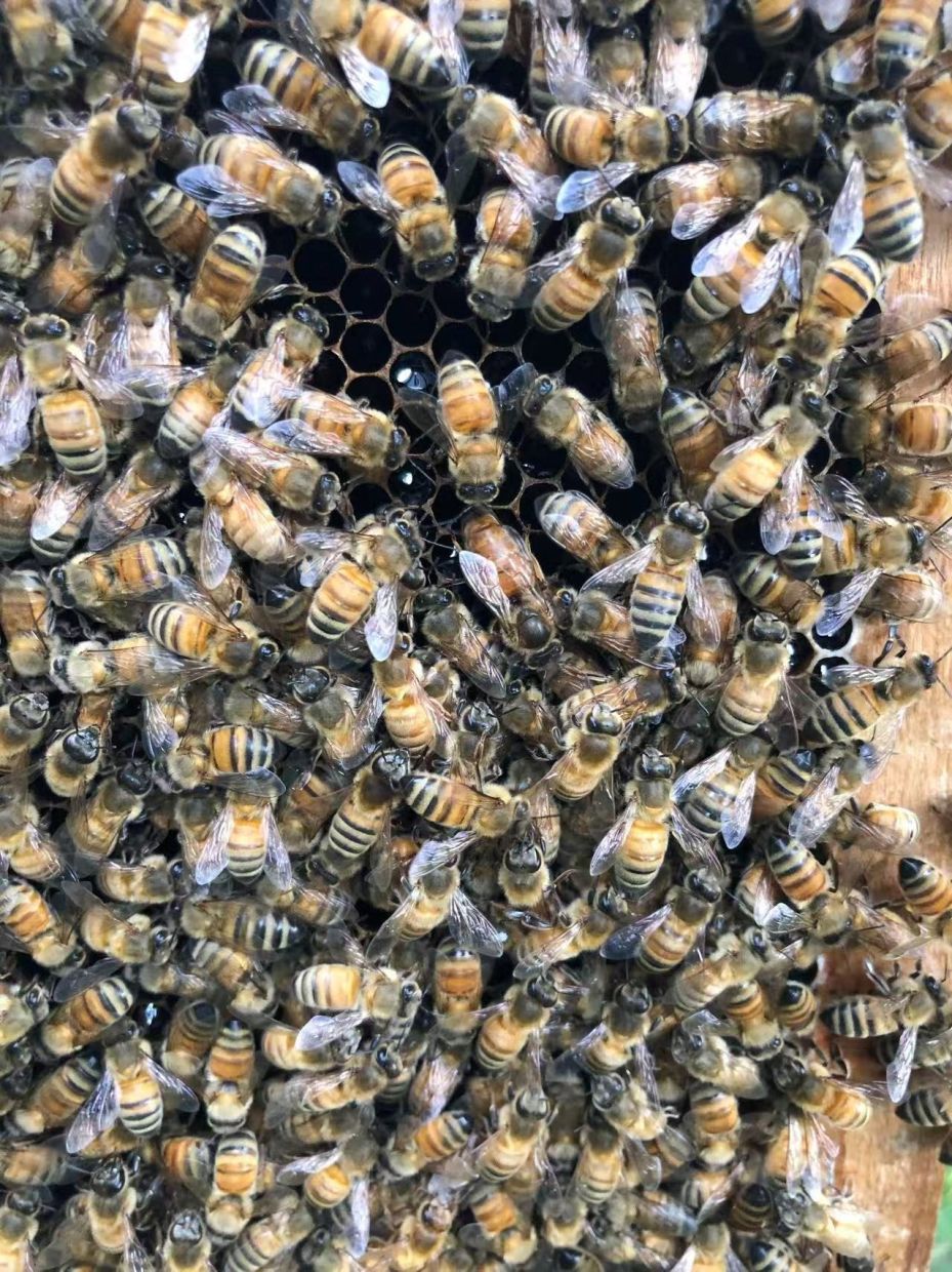 Beyond Royal Jelly: How Honeybee Workers Engineer a 'Smart Incubator' for Their Queens