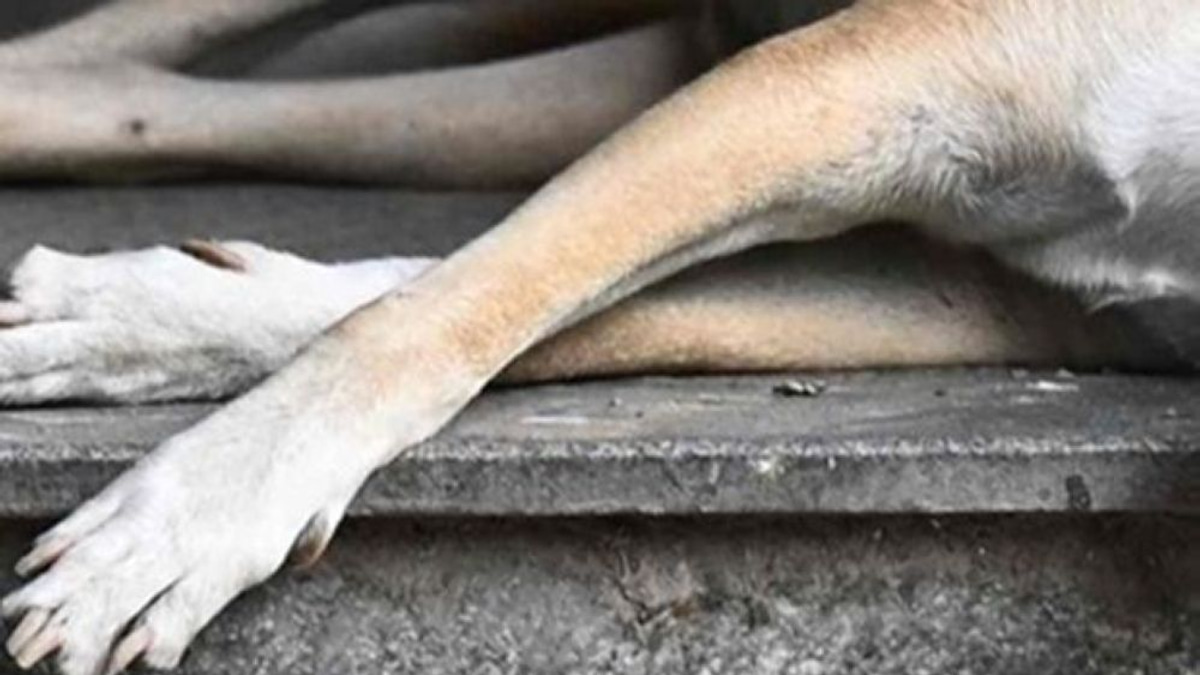 Two Klang Council Officers Being Questioned Over Death of Stray Dog Rocky