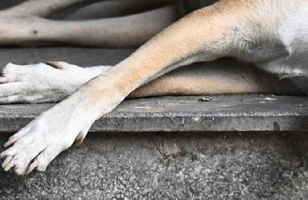 Two Klang Council Officers Being Questioned Over Death of Stray Dog Rocky