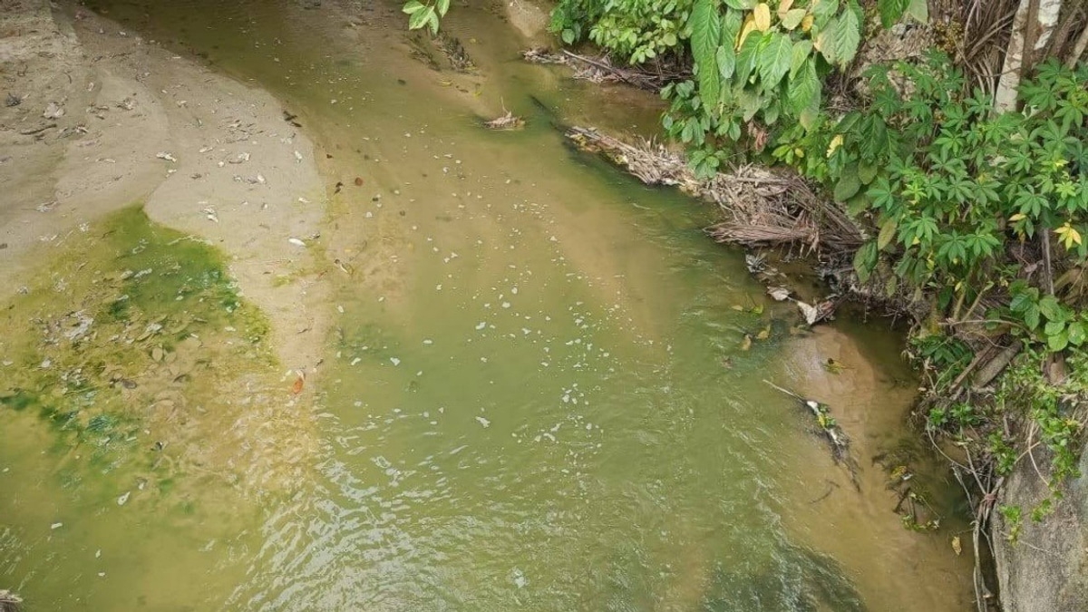 Pertang River's Green Hue Attributed to Algae Bloom, Not Pollution, Says N. Sembilan Fisheries