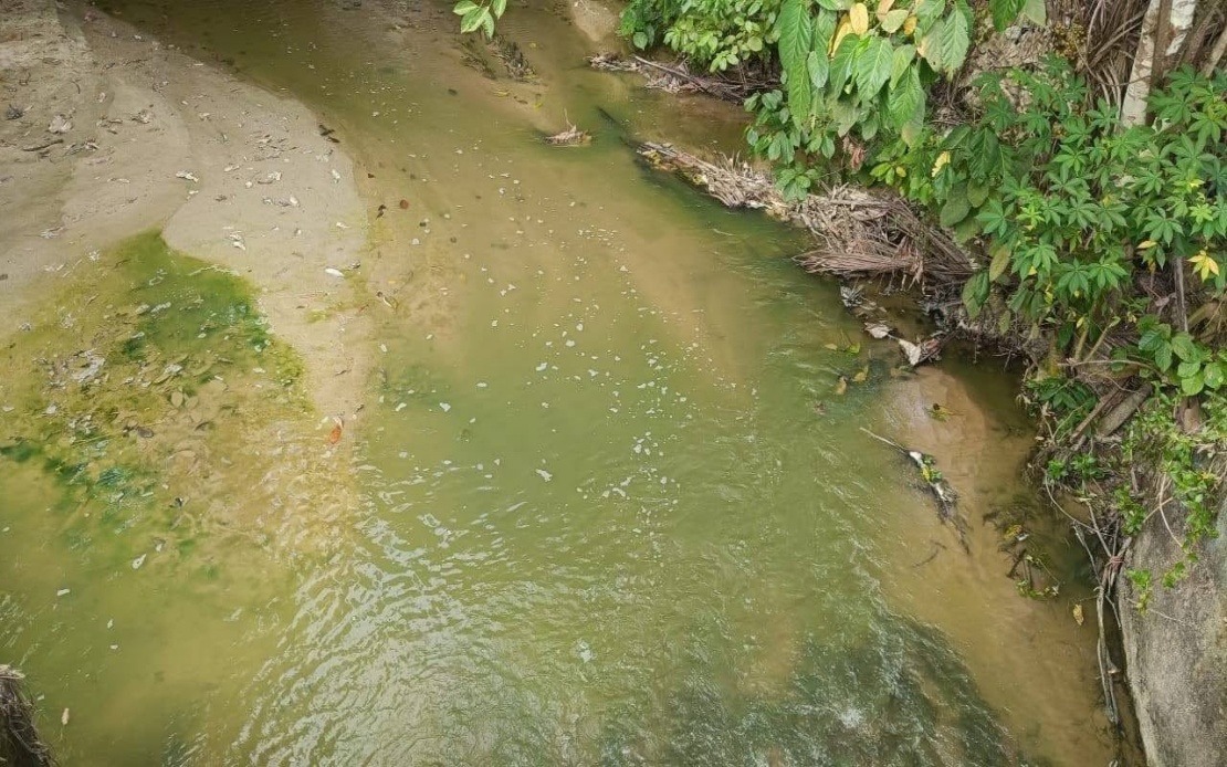 Pertang River's Green Hue Attributed to Algae Bloom, Not Pollution, Says N. Sembilan Fisheries