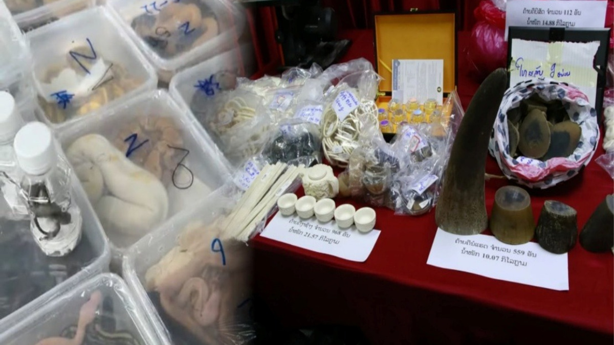 Laos Dismantles Major Wildlife Trafficking Network, Rescues Nearly 300 Animals in Border Crackdown