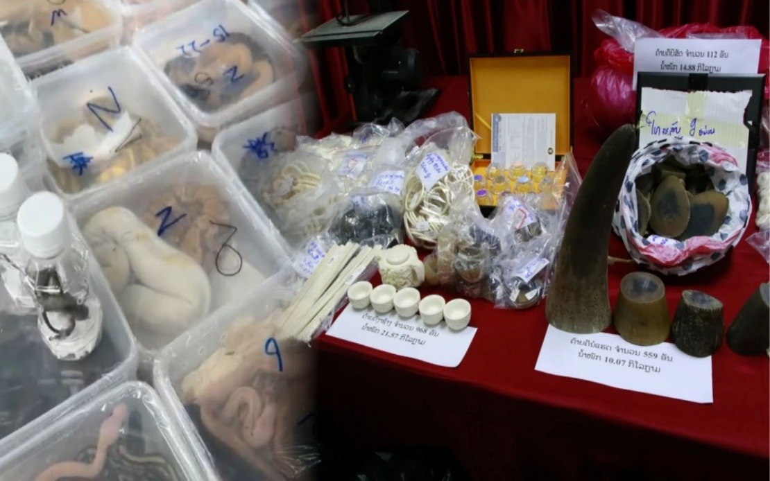 Laos Dismantles Major Wildlife Trafficking Network, Rescues Nearly 300 Animals in Border Crackdown