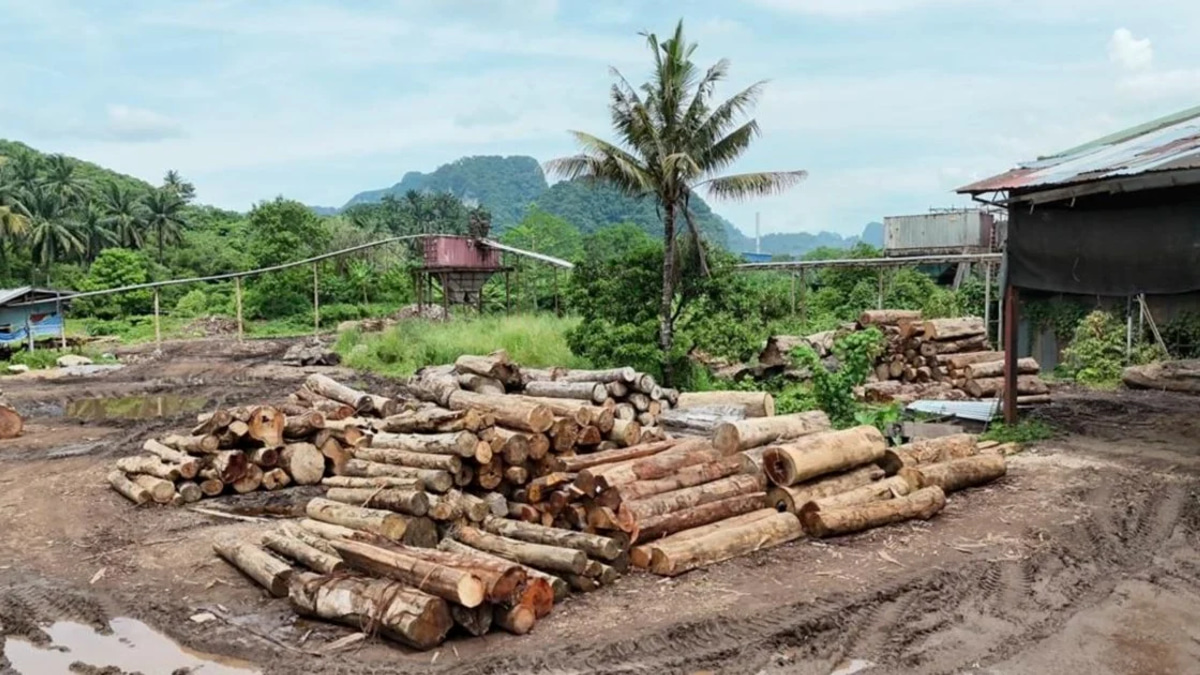 Enforcement swoop nets 11 suspects, RM2.43 million in illegal timber across Kelantan and Terengganu
