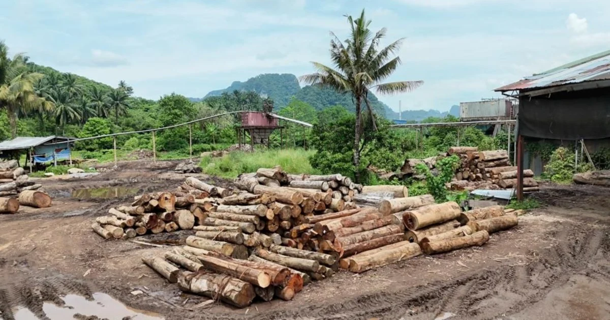 Enforcement swoop nets 11 suspects, RM2.43 million in illegal timber across Kelantan and Terengganu
